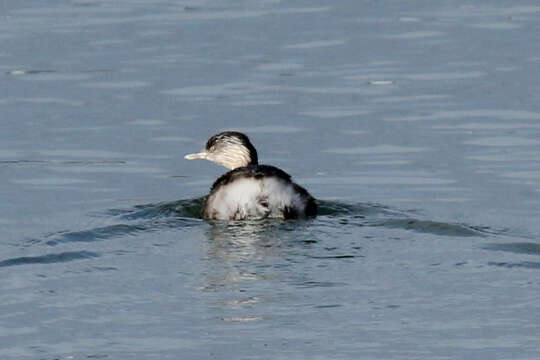 Image of Hoary-headed Grebe