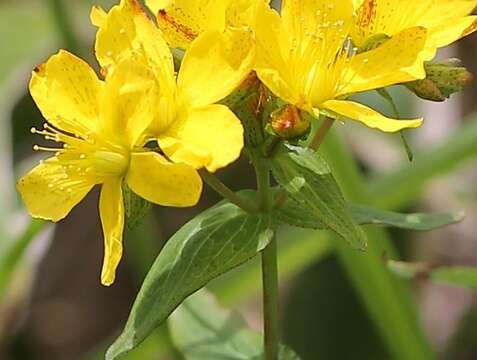 Image of Hypericum erectum C. P. Thunberg ex A. Murray