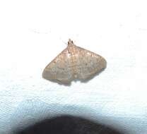 Image of Grass webworm