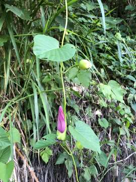 Imagem de Stictocardia tiliifolia (Desr.) Hall. fil.