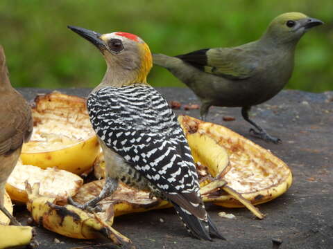 Image of Hoffmann's Woodpecker