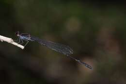 Image of Prodasineura autumnalis (Fraser 1922)