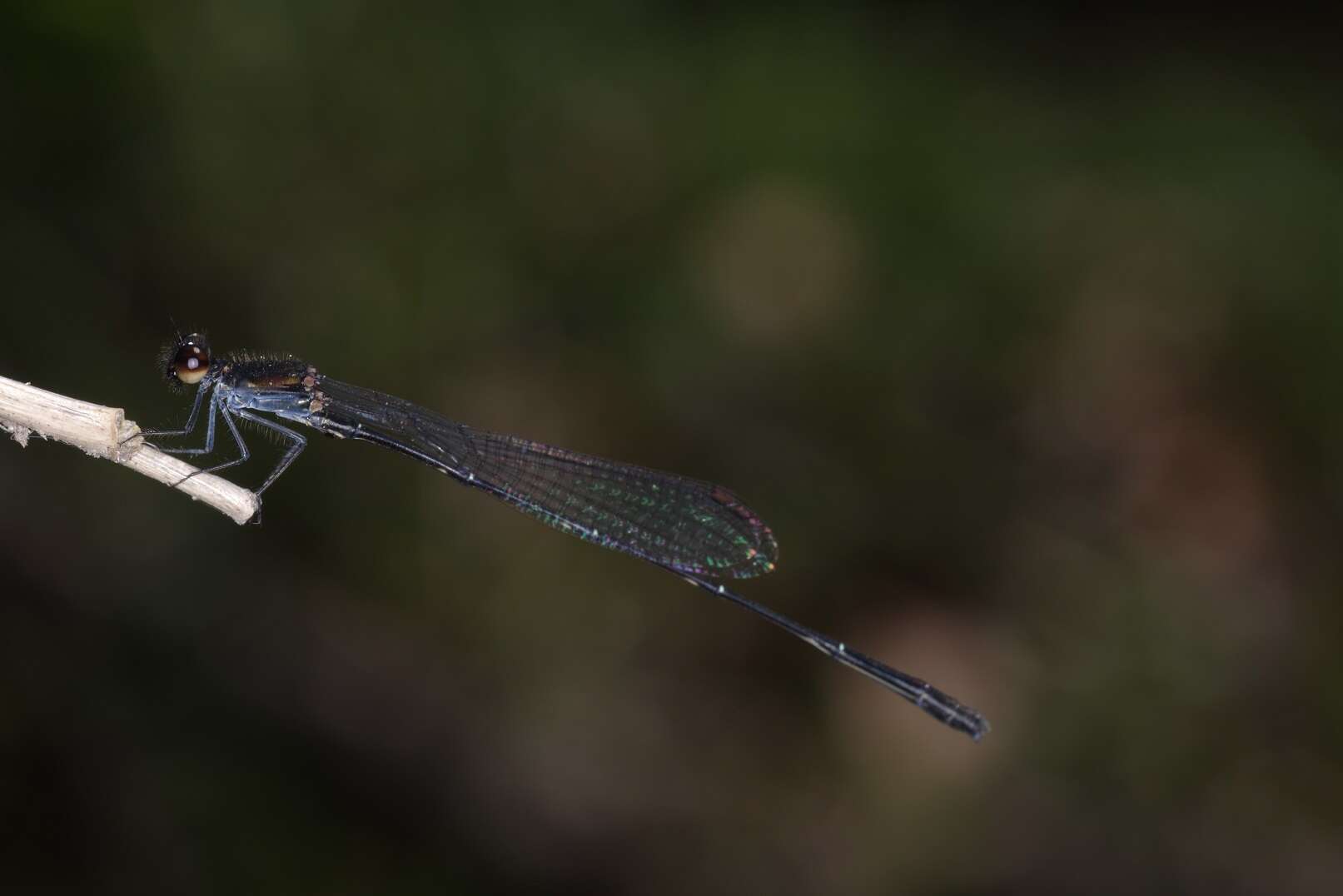 Image of Prodasineura autumnalis (Fraser 1922)