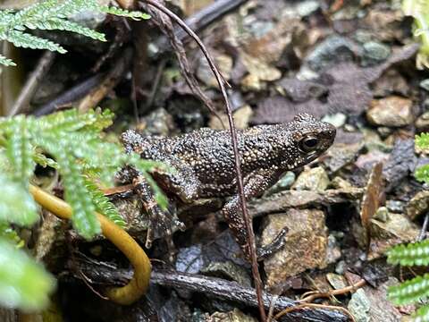 Image of Muller's toad