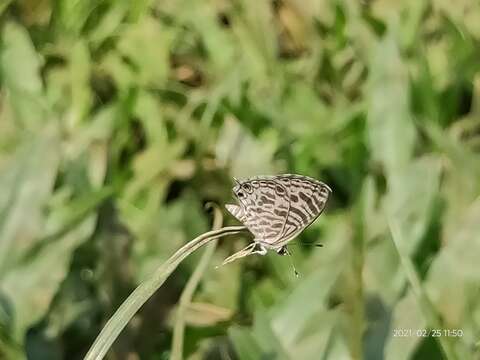 Image of Leptotes plinius