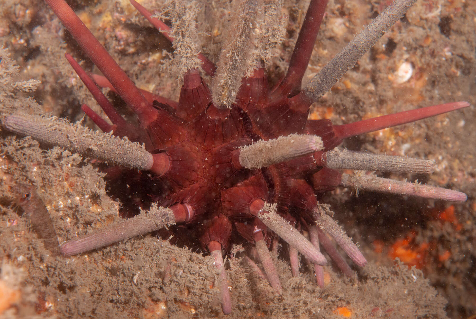 Image of Phyllacanthus parvispinus Tenison-Woods 1878