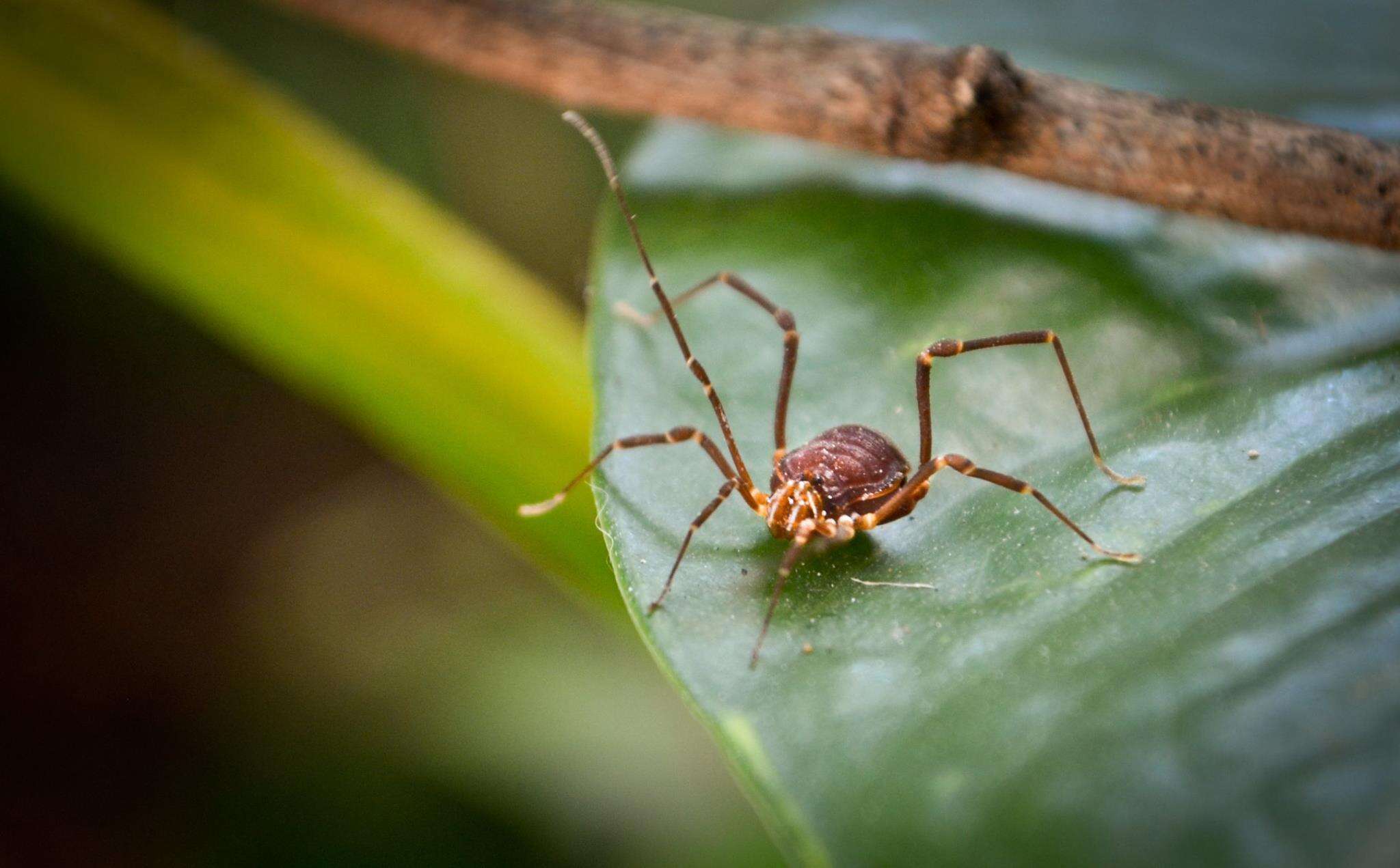 Image of Krateromaspis Carvalho & Kury 2021