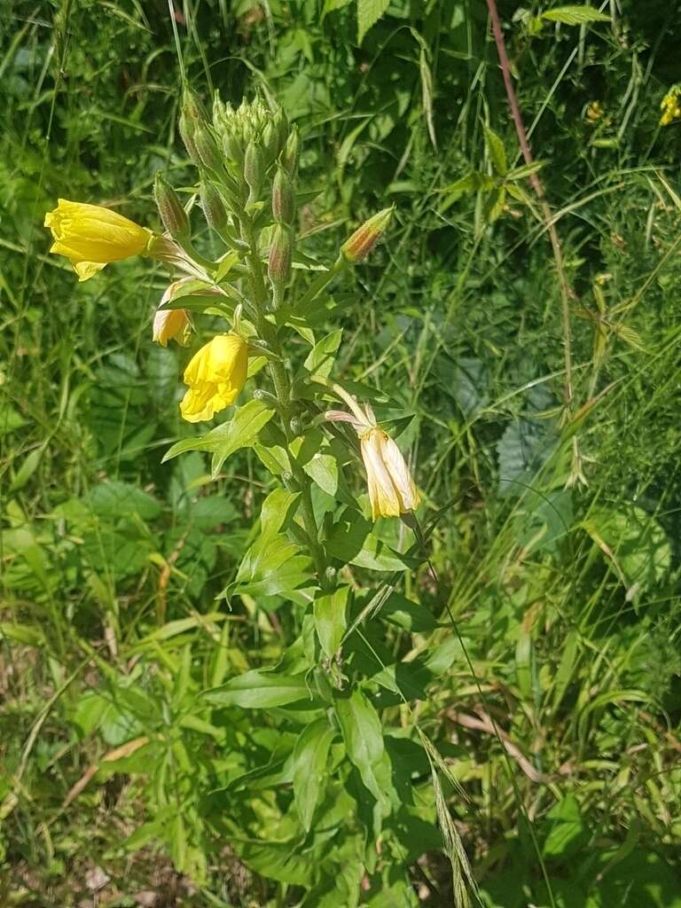 Image of Oenothera fallax Renner