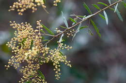 Imagem de Acacia fimbriata A. Cunn. ex G. Don