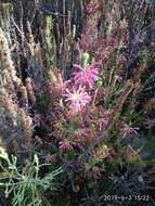 Image of Erica abietina subsp. atrorosea E. G. H. Oliv. & I. M. Oliv.