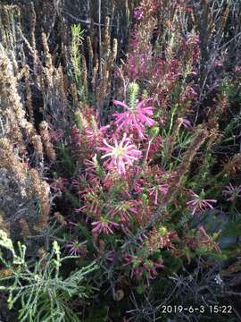 Image of Erica abietina subsp. atrorosea E. G. H. Oliv. & I. M. Oliv.