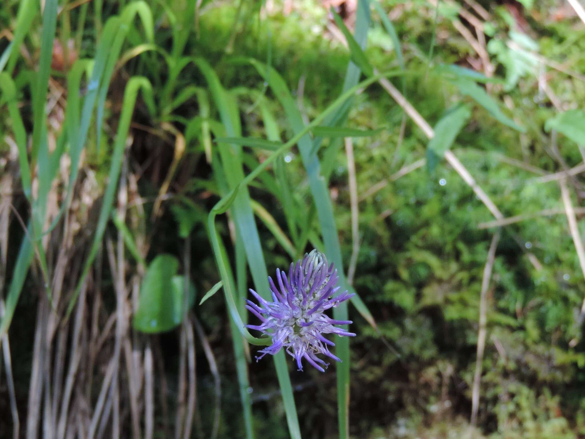 Image of Betony-leaved Rampion