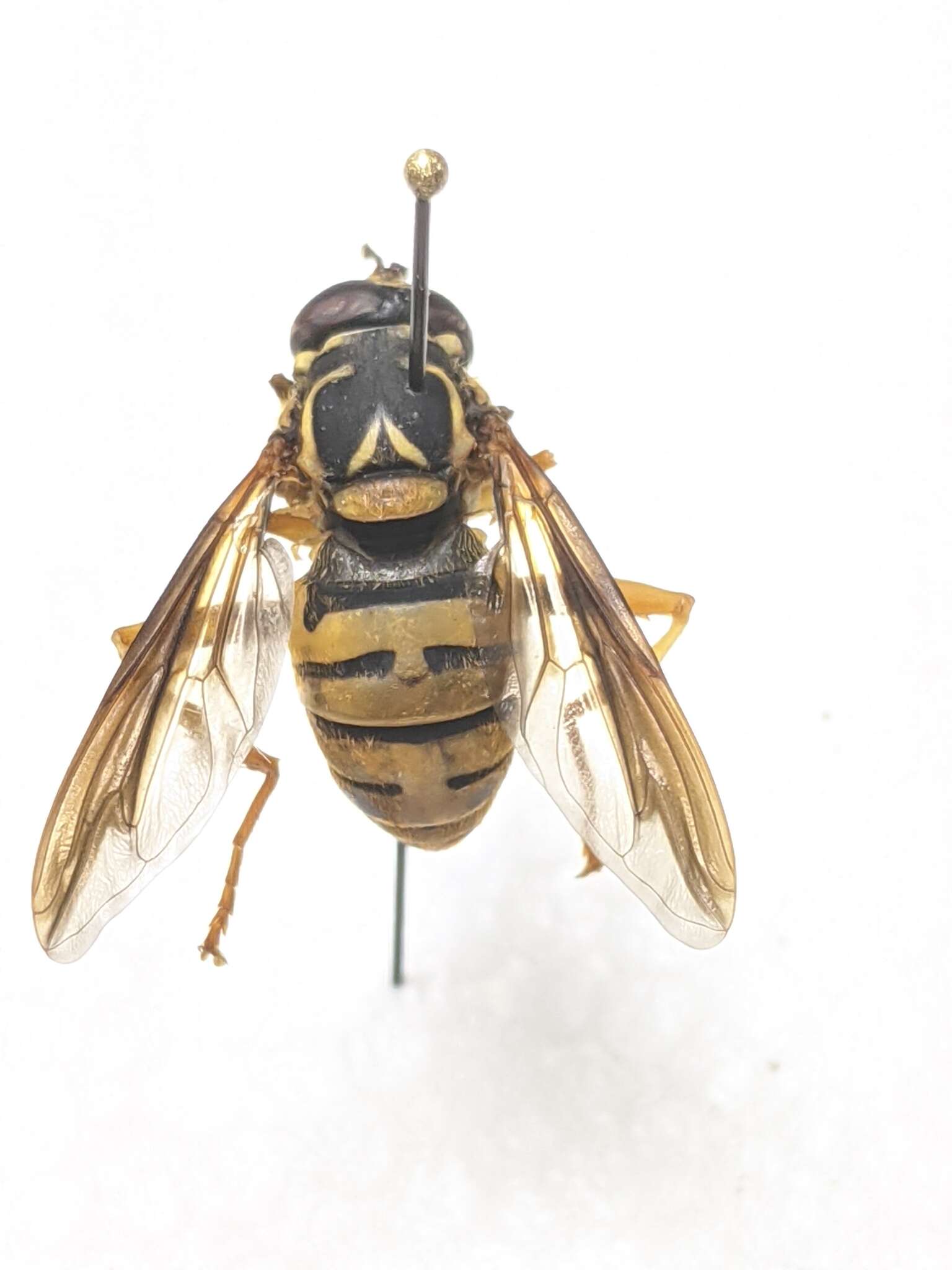 Image of Spilomyia alcimus (Walker 1849)