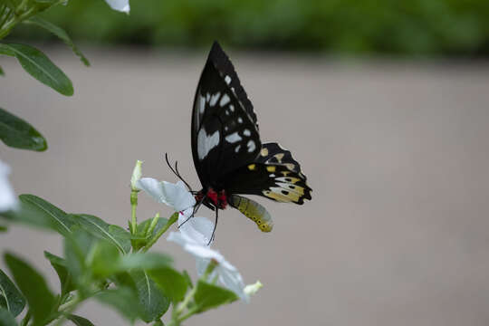 Слика од Ornithoptera priamus (Linnaeus 1758)