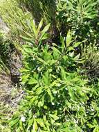 Image of Banksia integrifolia subsp. integrifolia