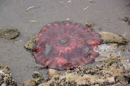 Image of sea nettle