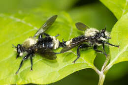 Image of Laphria divisor (Banks 1917)