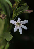 Image of Goatweed