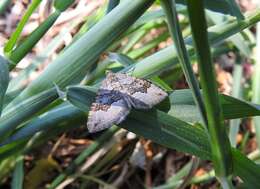 Sivun Chrysolarentia cryeropa (Meyrick 1891) kuva