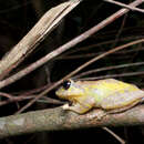 Image of Pseudophilautus fulvus (Manamendra-Arachchi & Pethiyagoda 2005)