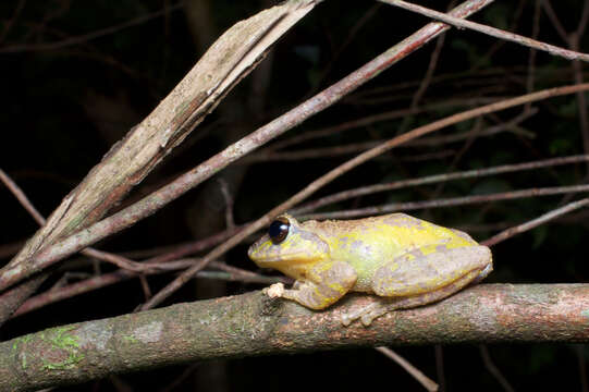 Image of Pseudophilautus fulvus (Manamendra-Arachchi & Pethiyagoda 2005)