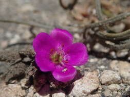 Montiopsis gayana (Barnéoud) D. I. Ford resmi