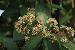 صورة Ixora brachiata Roxb.