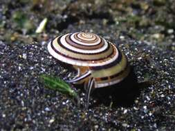 Image of European sundial snail