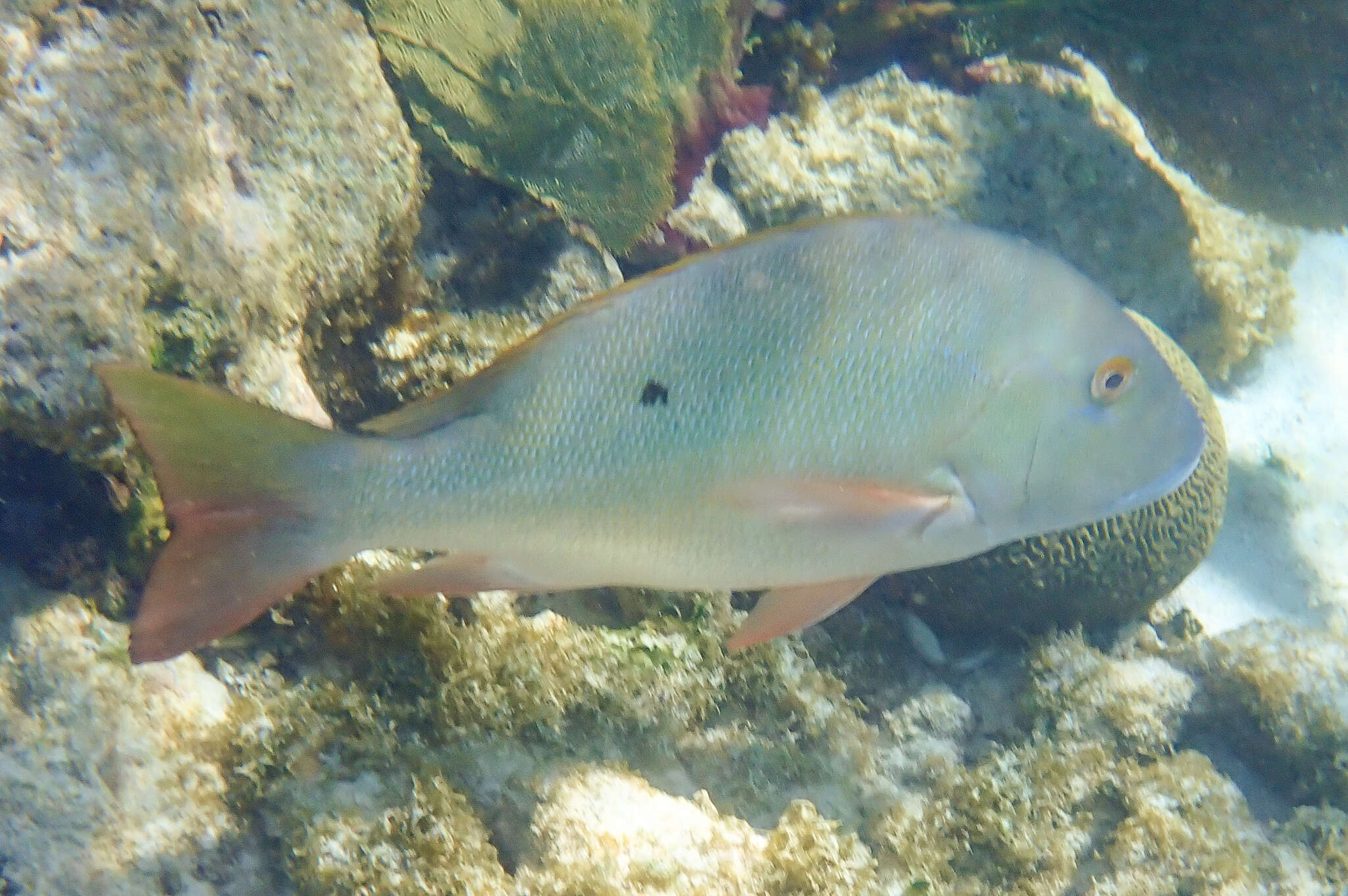 Image of Mutton Snapper