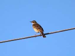 Image of Rosy Pipit