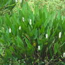 Image of Pontederia reflexa