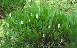 Image of Pontederia reflexa