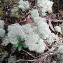 Plancia ëd Cladonia sandstedei Abbayes