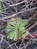 Image of Drosera hirtella St. Hil.