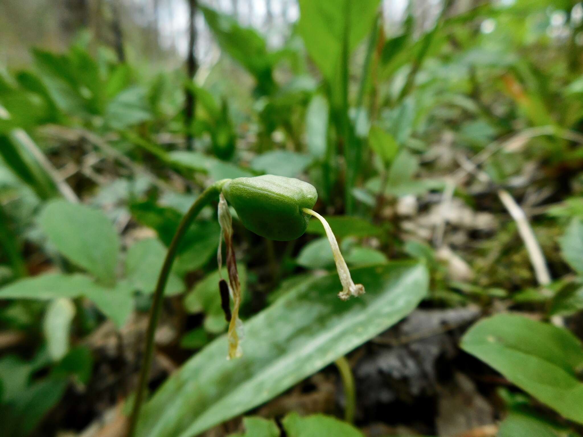 Image of dimpled troutlily