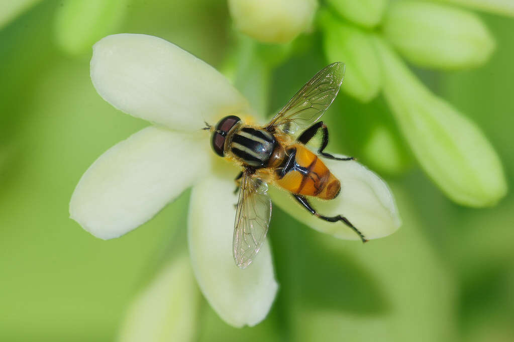 Слика од Mesembrius bengalensis (Wiedemann 1819)