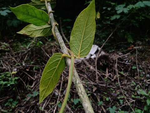 Sivun Matelea lanceolata (Decne.) R. E. Woodson kuva