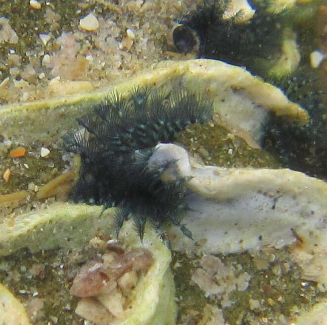 Image of Blue Tube Worm