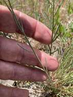 Image of Idaho milkvetch