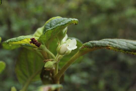 Sivun Cyrtandra gracilis Hillebr. ex C. B. Clarke kuva