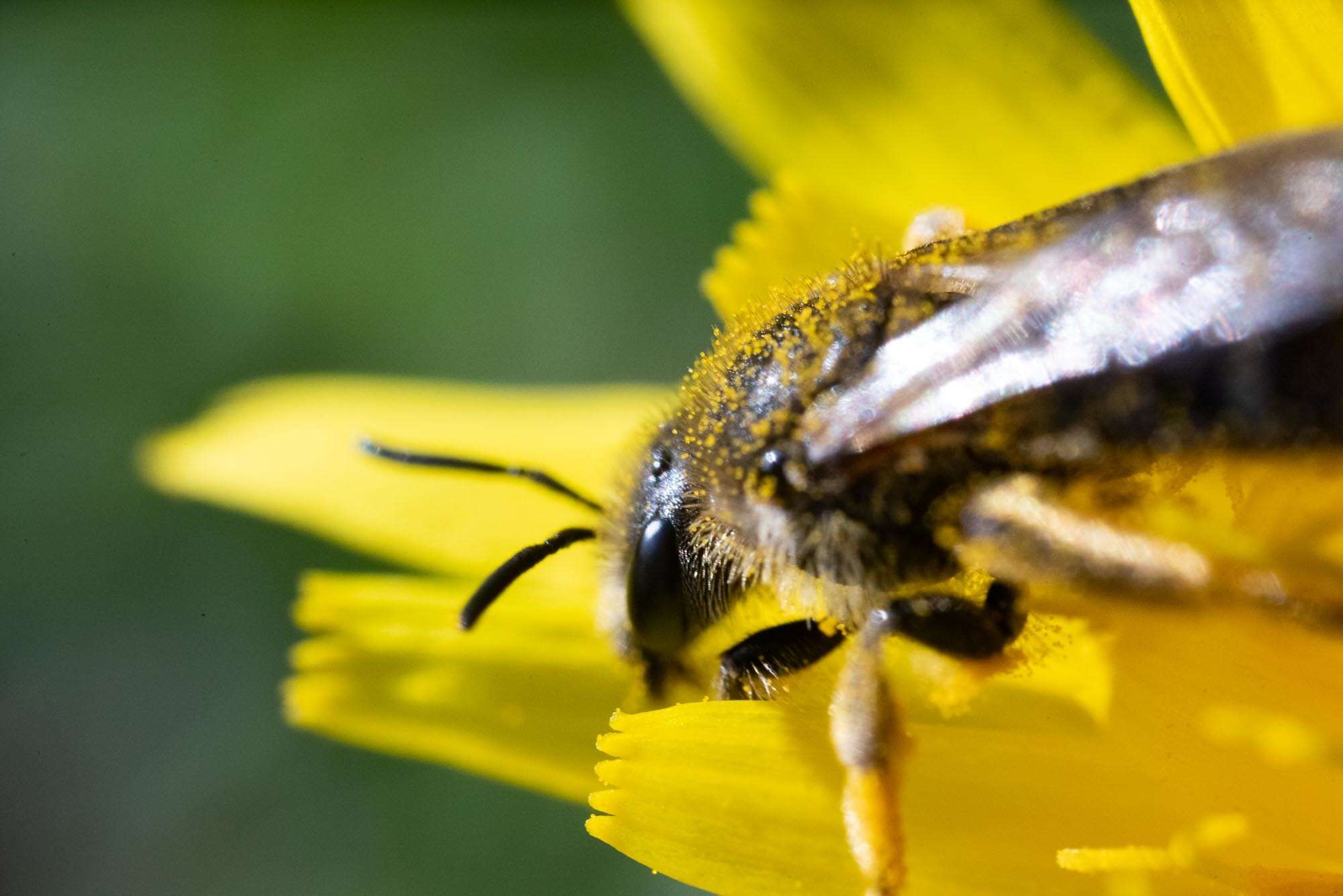 Plancia ëd Lasioglossum leucozonium (Schrank 1781)