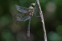 Imagem de Corduliochlora Marinov & Seidenbusch 2007