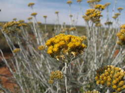 Imagem de Helichrysum tricostatum (Thunb.) Less.