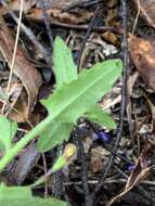 Image of Goodenia heterophylla subsp. teucriifolia (F. Müll.) R. Carolin