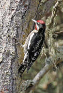 Image of Red-naped Sapsucker