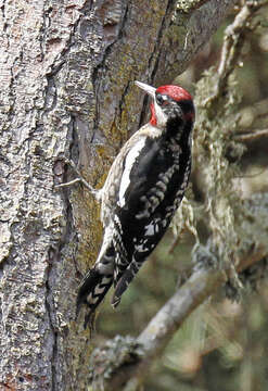 Plancia ëd Sphyrapicus nuchalis Baird & SF 1858