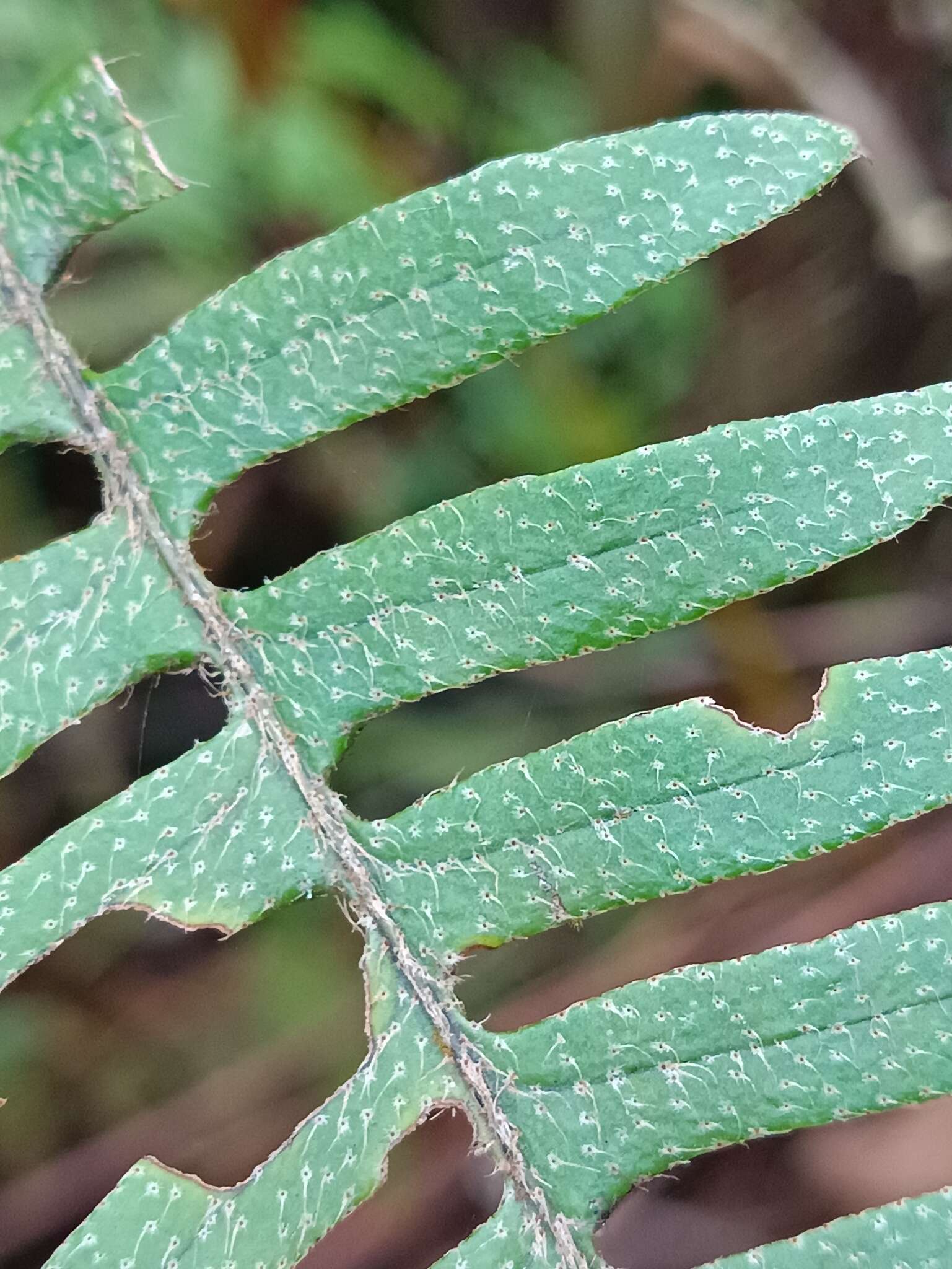 Image of thickleaf scaly polypody