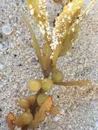 Слика од Sargassum natans