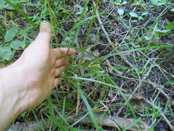 Image of Louisiana Sedge