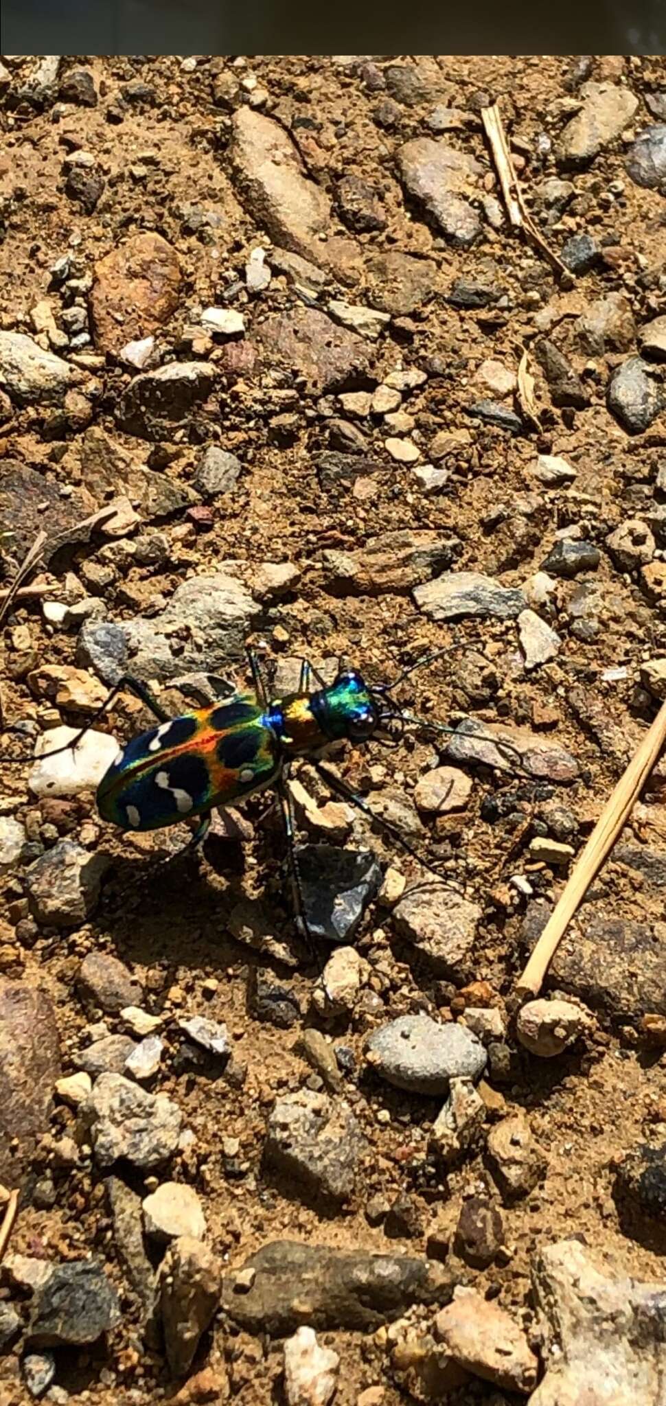 Image of Cicindela (Sophiodela) chinensis De Geer 1774